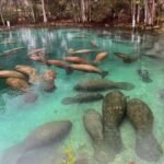 Top 7 springs of crystal clear water in Florida USA you should visit